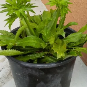 Culantro Seeds - Eryngium Foetidum (Ngo Gai) - 200+ Fresh Herb Seeds for Planting - Image 3