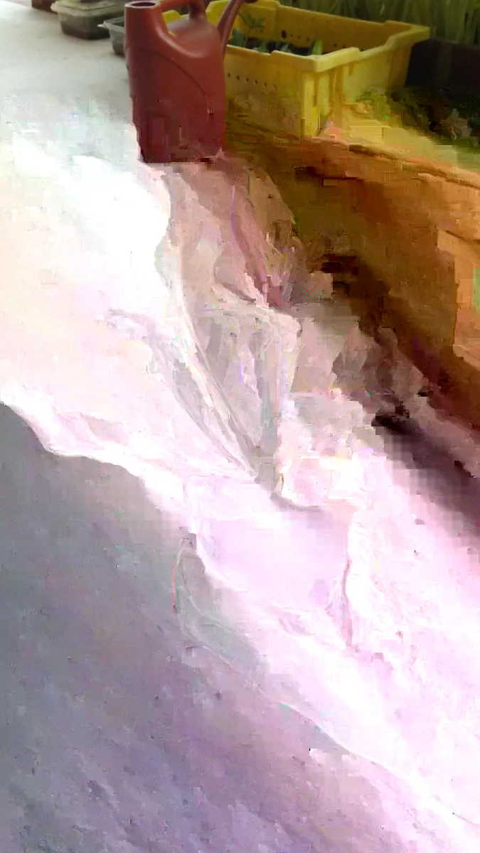 Culantro Seeds Eryngium Foetidum Ngo Gai - 200 to 1000+ Herb Seeds for Outdoor - Image 3