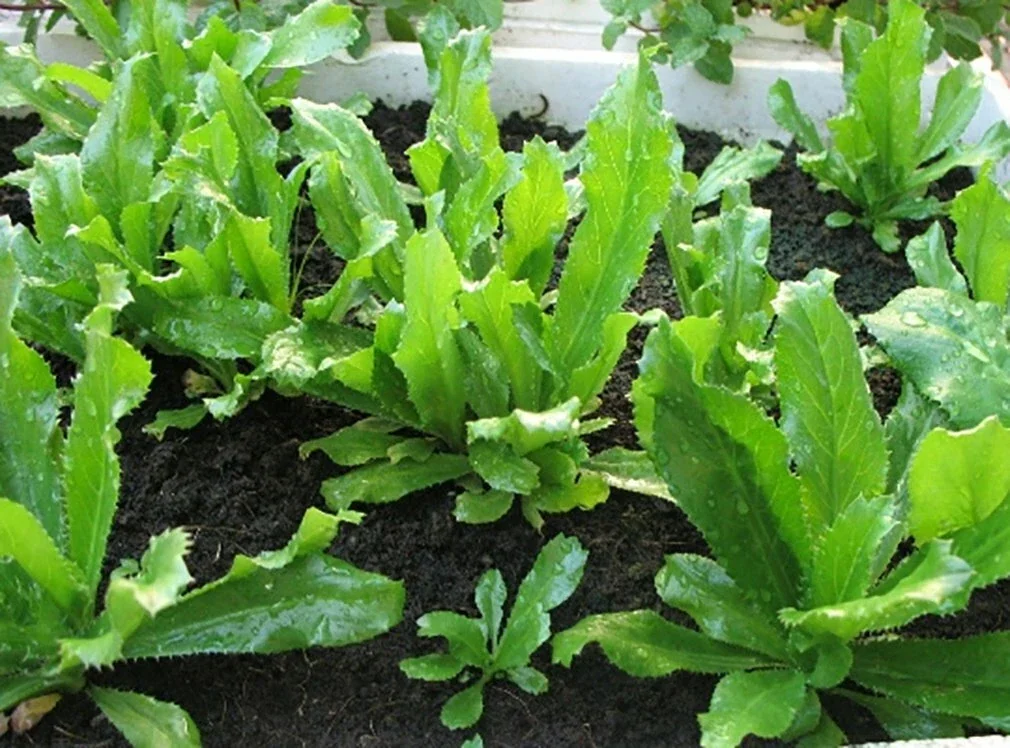 Culantro Seeds (Eryngium foetidum) - Recao Herb Seeds - 200+ Count - Image 1