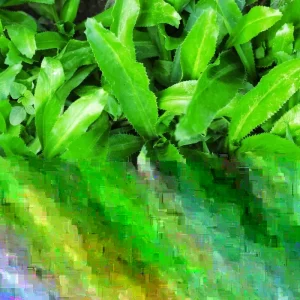 Culantro Seeds - Mexican Coriander (Eryngium foetidum) Herb Seeds for Indoor/Outdoor Planting - Image 2