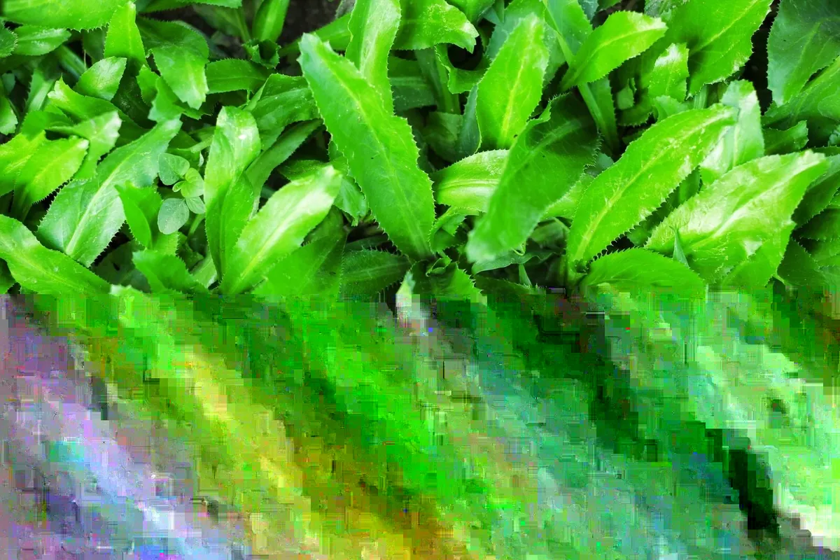 Culantro Seeds - Mexican Coriander (Eryngium foetidum) Herb Seeds for Indoor/Outdoor Planting - Image 2