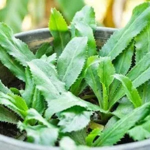 Culantro Seeds - Mexican Coriander (Eryngium foetidum) - 500+ Seeds - Image 1