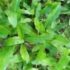 Culantro Seeds - Mexican Coriander (Ngò Gai, Recao) - 500+ Herb Seeds for Planting Outdoor - Image 1