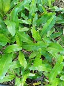 Culantro Seeds - Mexican Coriander (Ngò Gai, Recao) - 500+ Herb Seeds for Planting Outdoor - Image 1