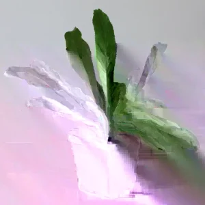 Culantro Seeds - Mexican Coriander, Ngo Gai, Recao, Shadow Beni - 200 to 1000+ Seeds - Image 3