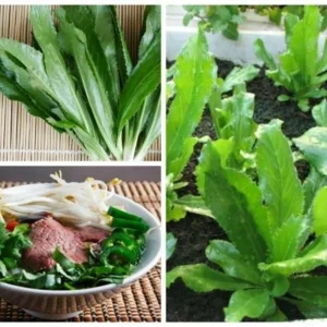 Culantro Seeds - Ngo Gai & Chadon Beni Coriander Herb Seeds - 2500+ Count - Image 2