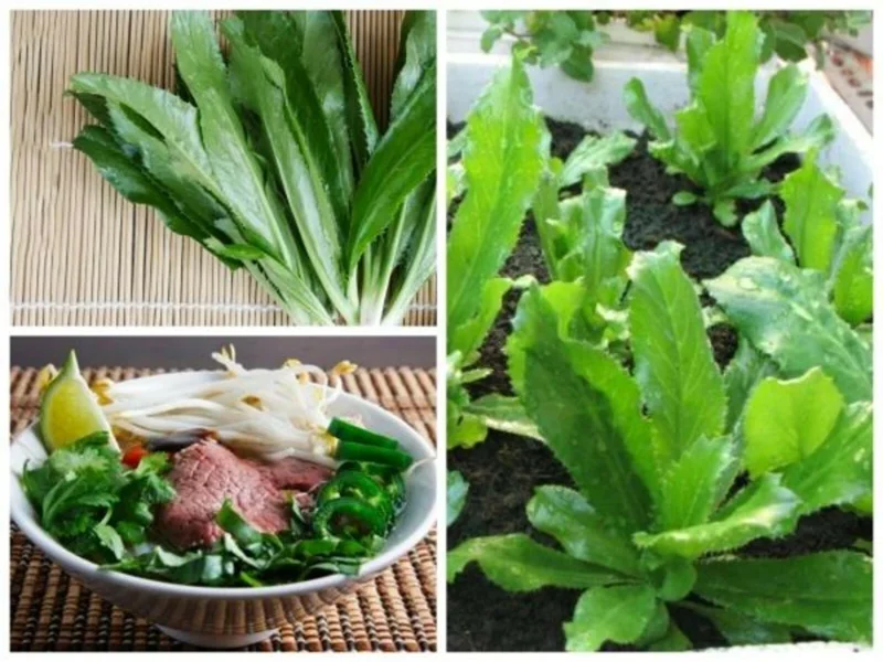 Culantro Seeds - Ngo Gai & Chadon Beni Coriander Herb Seeds - 2500+ Count - Image 2