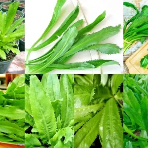 Culantro Seeds - Ngo Gai & Chadon Beni Coriander Herb Seeds - 2500+ Count - Image 1