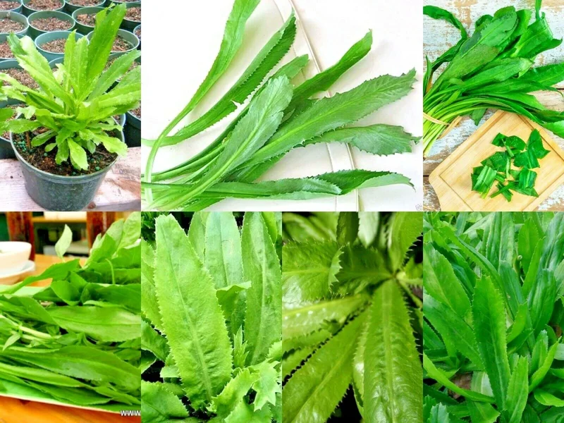 Culantro Seeds - Ngo Gai & Chadon Beni Coriander Herb Seeds - 2500+ Count - Image 1