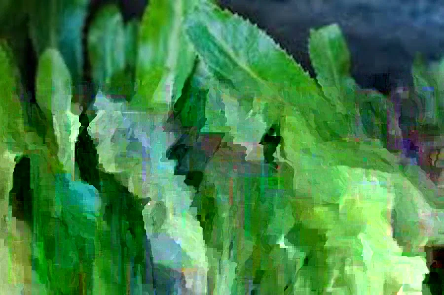 Culantro Seeds - Ngo Gai, Recao, Mexican Coriander Herb Seeds - 200 to 10,000+ Seeds - Image 1