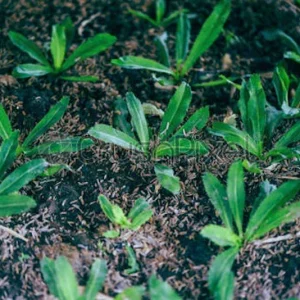 Culantro Seeds - Recao Sawtooth Mexican Coriander Ngò gai - Herb Seeds - Image 1
