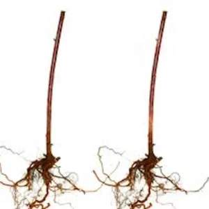 Cumberland Black Raspberry Live Plant - 2 Year Old Fruit Cane - Image 2
