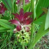 Curcuma Petiolata Hidden Pink Ginger Rhizomes - 2 Large Plant Starts - Image 1