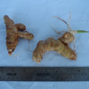 Curcuma Petiolata Hidden Pink Ginger Rhizomes - 2 Large Plant Starts - Image 2