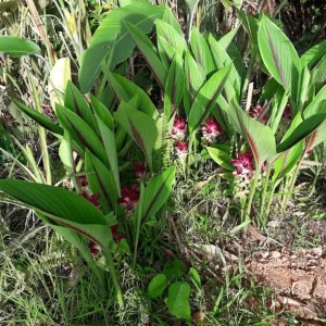 Curcuma Petiolata Hidden Pink Ginger Rhizomes - 2 Large Plant Starts - Image 3