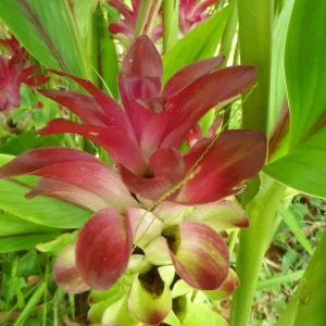 Curcuma Petiolata Hidden Pink Ginger Rhizomes - 2 Large Plant Starts - Image 4