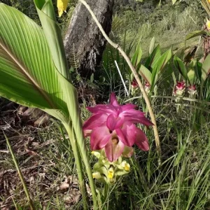 Curcuma Petiolata Hidden Pink Ginger Rhizomes - 2 Large Plant Starts - Image 5