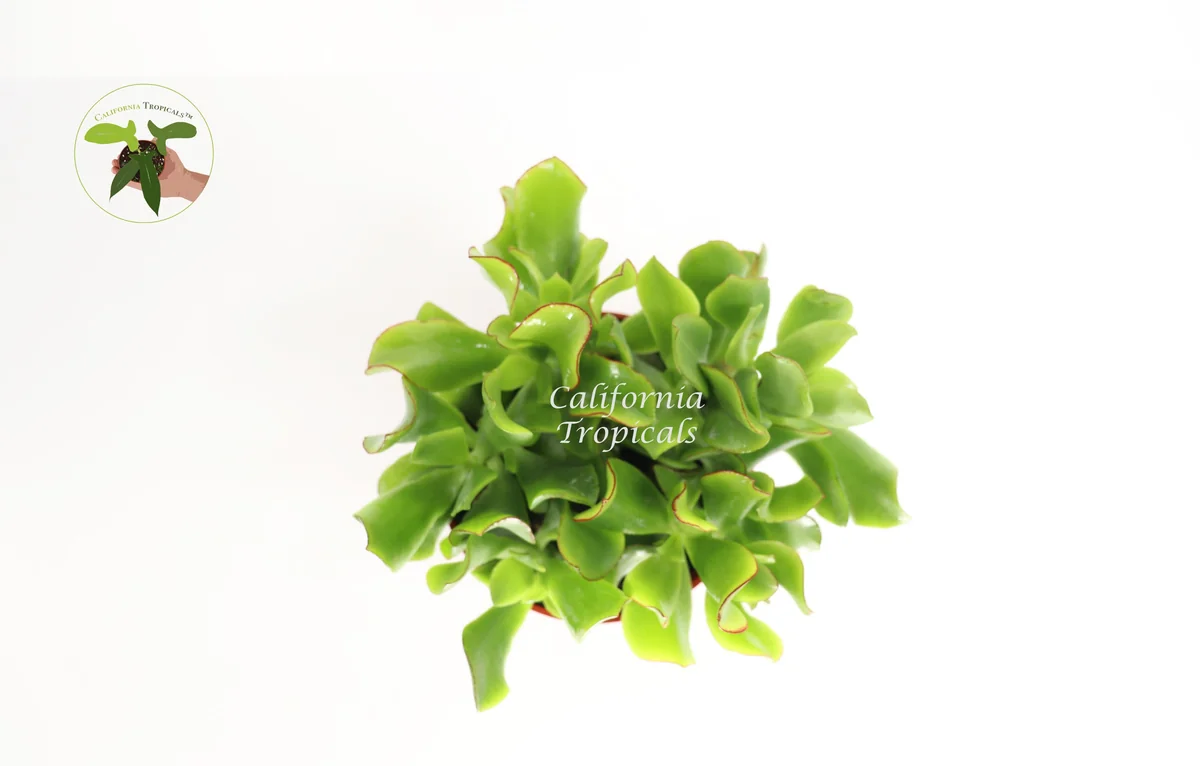 Curly Jade Succulent Live Plant – 4 inch Pot – Indoor Houseplant - Image 2