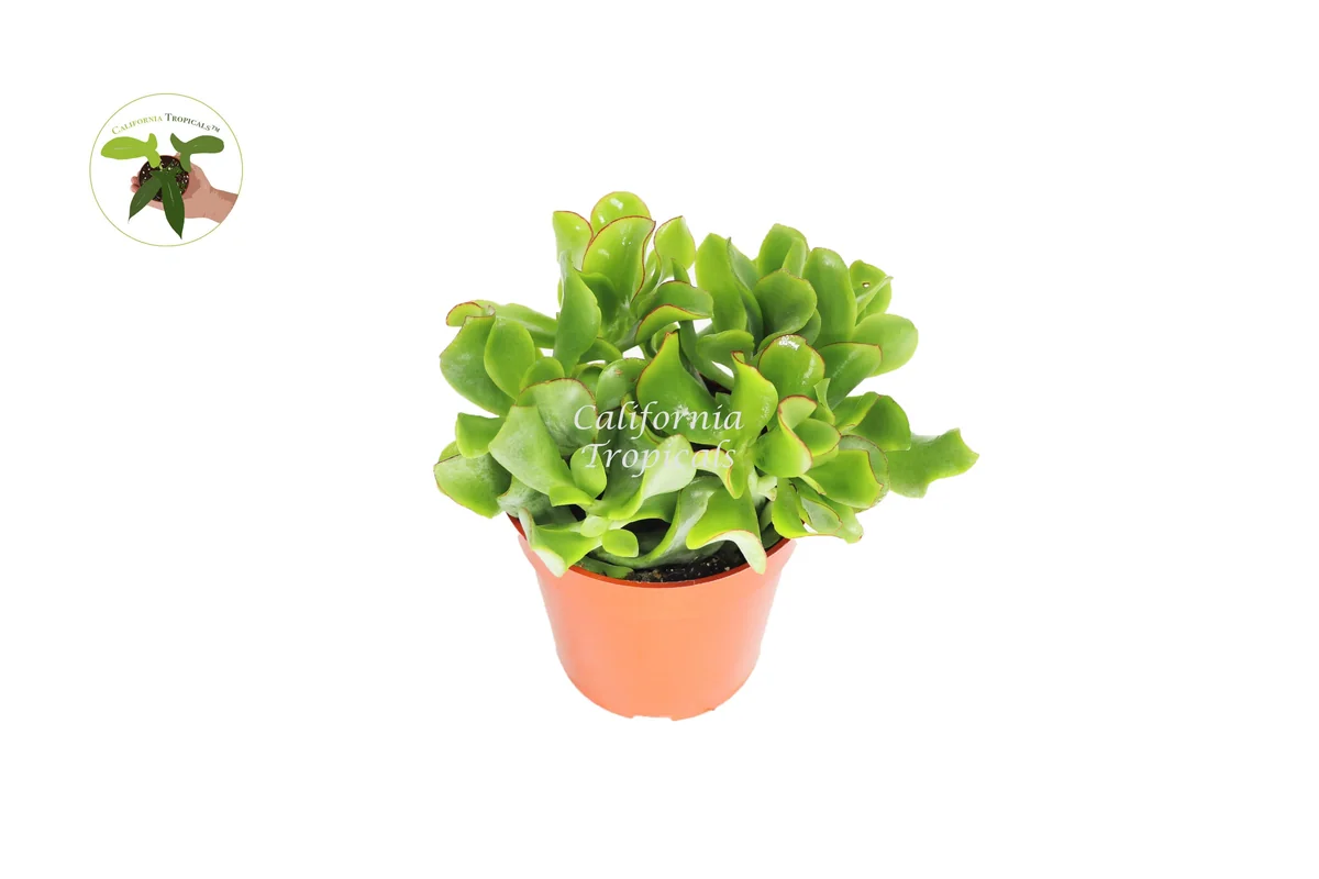 Curly Jade Succulent Live Plant – 4 inch Pot – Indoor Houseplant - Image 1
