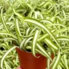 Curly Spider Plant 'Bonnie' - Chlorophytum Comosum Live Plant in 4" Pot, Indoor - Image 1