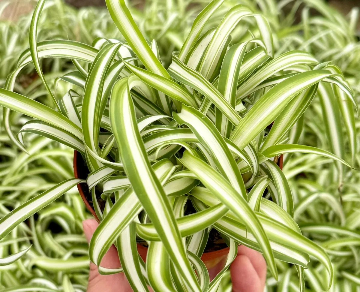 Curly Spider Plant 'Bonnie' - Chlorophytum Comosum Live Plant in 4" Pot, Indoor - Image 2