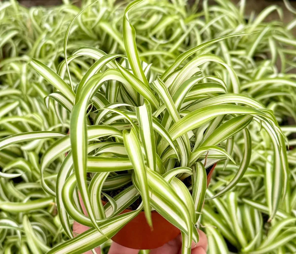 Curly Spider Plant 'Bonnie' - Chlorophytum Comosum Live Plant in 4" Pot, Indoor - Image 3