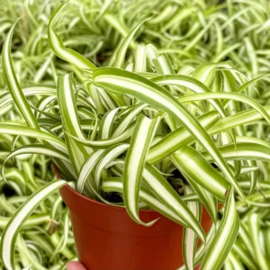 Curly Spider Plant 'Bonnie' - Chlorophytum Comosum Live Plant in 4" Pot, Indoor - Image 1
