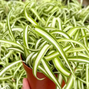 Curly Spider Plant 'Bonnie' - Chlorophytum Comosum Live Plant in 4