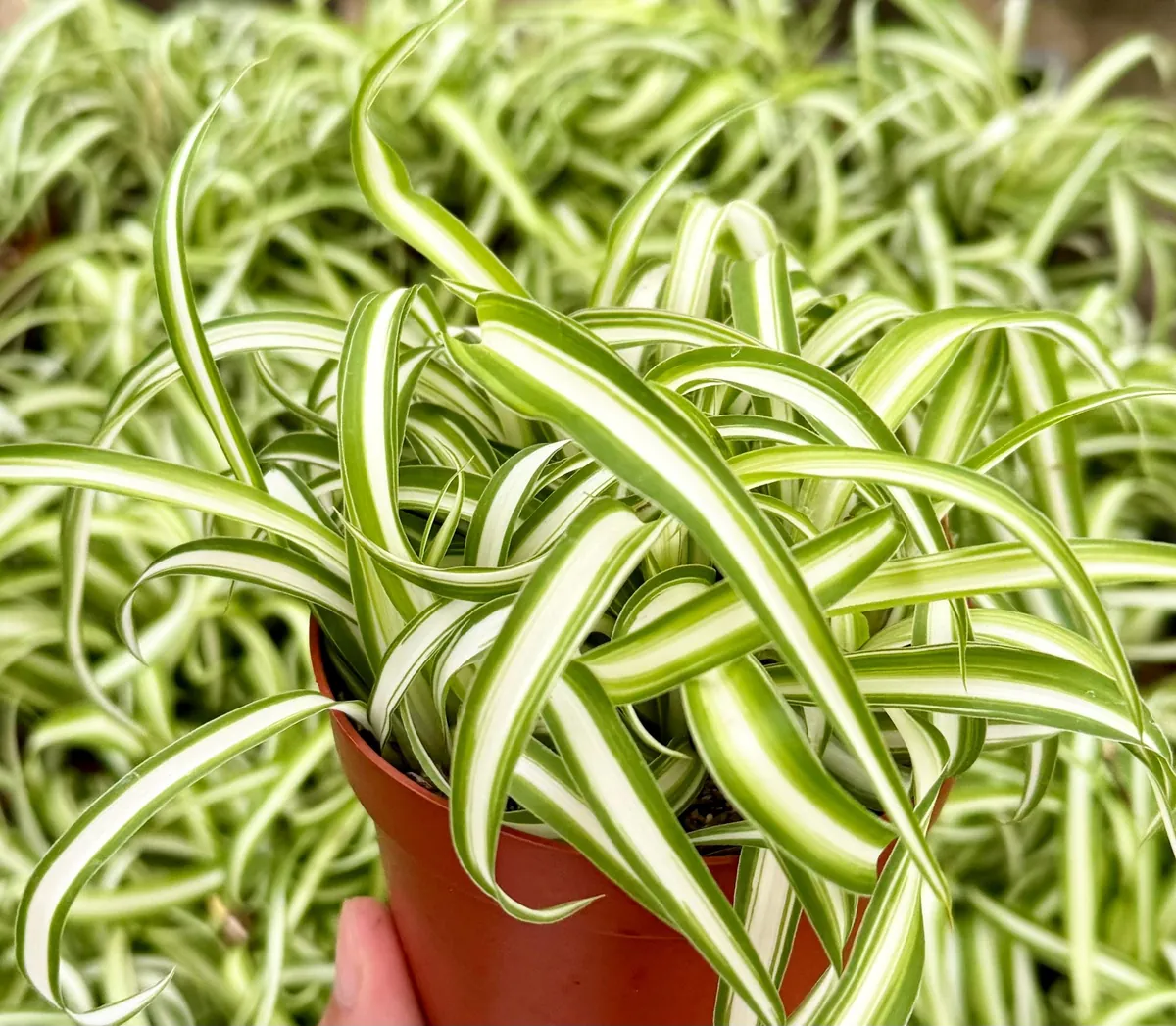 Curly Spider Plant 'Bonnie' - Chlorophytum Comosum Live Plant in 4" Pot, Indoor - Image 4