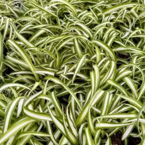 Curly Spider Plant 'Bonnie' - Chlorophytum Comosum Live Plant in 4