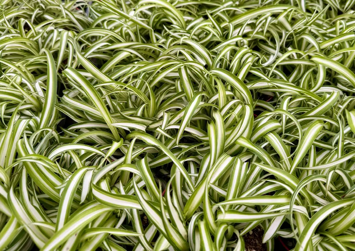 Curly Spider Plant 'Bonnie' - Chlorophytum Comosum Live Plant in 4" Pot, Indoor - Image 5
