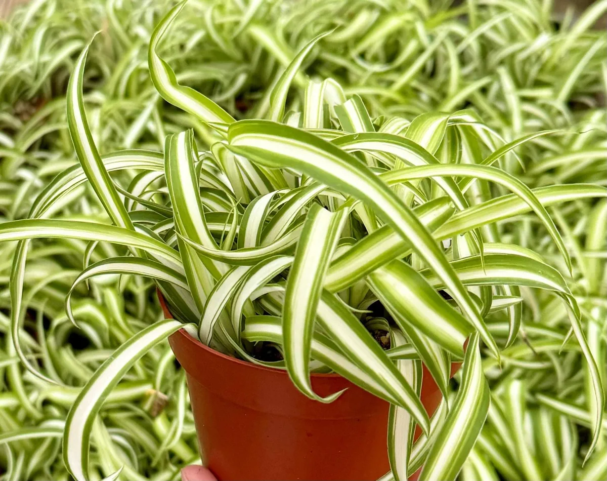 Curly Spider Plant 'Bonnie' - Chlorophytum Comosum Live Plant in 4" Pot, Indoor - Image 1