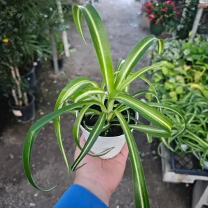 Curly Spider Plant Live Plant - 2 Inch Pot - Air Purifying Houseplant - Image 2