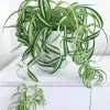 Curly Spider Plant Live Plant - 2 Inch Pot - Air Purifying Houseplant - Image 1