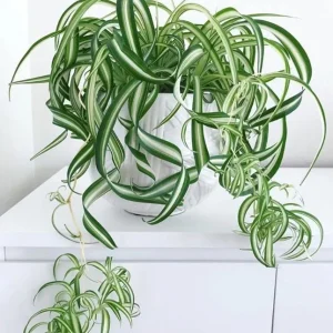 Curly Spider Plant Live Plant - 2 Inch Pot - Air Purifying Houseplant - Image 1