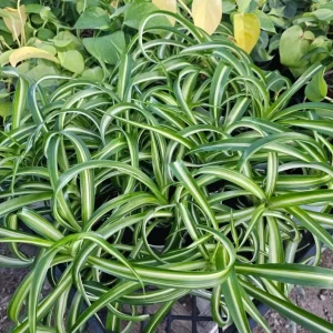 Curly Spider Plant Live Plant - 2 Inch Pot - Air Purifying Houseplant - Image 3