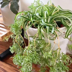 Curly Spider Plant Live Plant - 2 Inch Pot - Air Purifying Houseplant - Image 4