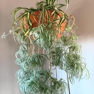 Curly Spider Plant Live Plant - 2 Inch Pot - Air Purifying Houseplant - Image 5