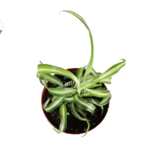 Curly Spider Plant Live Plant – 2 inch Pot – Indoor Houseplant - Image 2