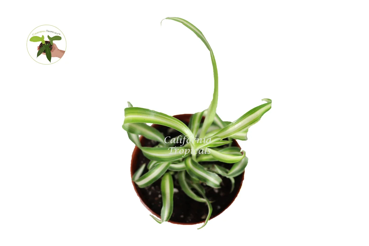 Curly Spider Plant Live Plant – 2 inch Pot – Indoor Houseplant - Image 2