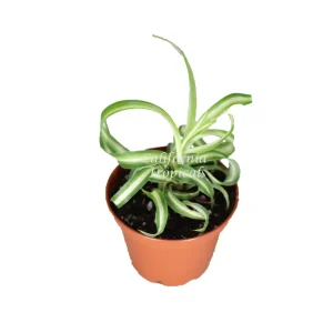 Curly Spider Plant Live Plant – 2 inch Pot – Indoor Houseplant - Image 1
