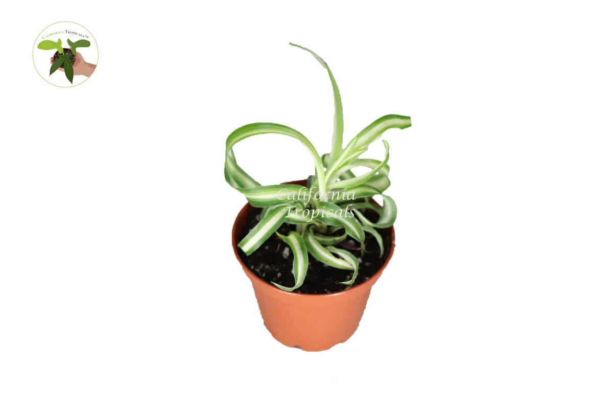 Curly Spider Plant Live Plant – 2 inch Pot – Indoor Houseplant - Image 1