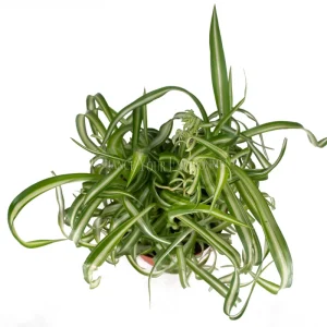 Curly Spider Plant Live Plant 6 inch Pot - Potted Houseplant Indoor - Image 2