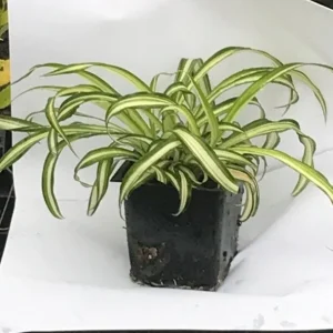 Curly Spider Plant Live Plant – Easy Care Indoor Houseplant in 4 inch Pot - Image 2