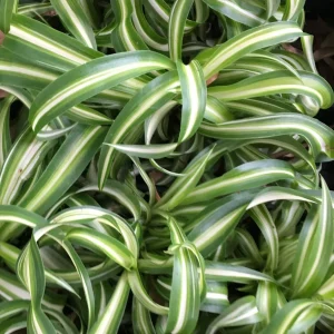 Curly Spider Plant Live Plant – Easy Care Indoor Houseplant in 4 inch Pot - Image 1