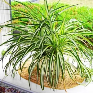 Curly Spider Plant Live, Variegated Houseplant, 4 Inch Pot, Indoor/Outdoor - Image 1