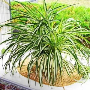 Curly Spider Plant Live, Variegated Houseplant, 4 Inch Pot, Indoor/Outdoor - Image 6