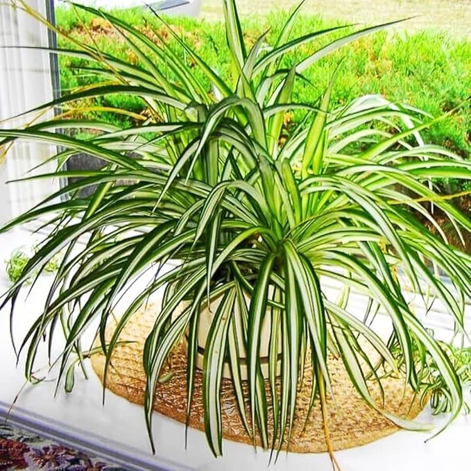 Curly Spider Plant Live, Variegated Houseplant, 4 Inch Pot, Indoor/Outdoor - Image 1