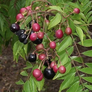 Curry Leaf Live Plant – 12-14 inches Tall – Half Gallon Pot – Indoor/Outdoor Herb - Image 1