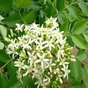 Curry Leaf Live Plant 12-18 inch Tall in 1 Gallon Pot - Outdoor Herb - Image 2